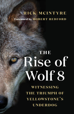 Rise of Wolf 8: Witnessing the Triumph of Yellowstone's Underdog, The