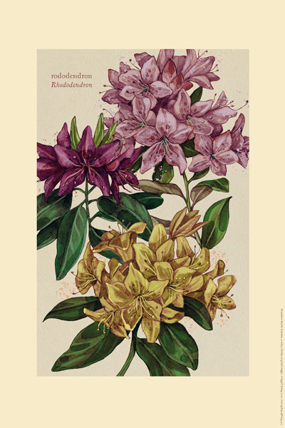 Plansch, rododendron